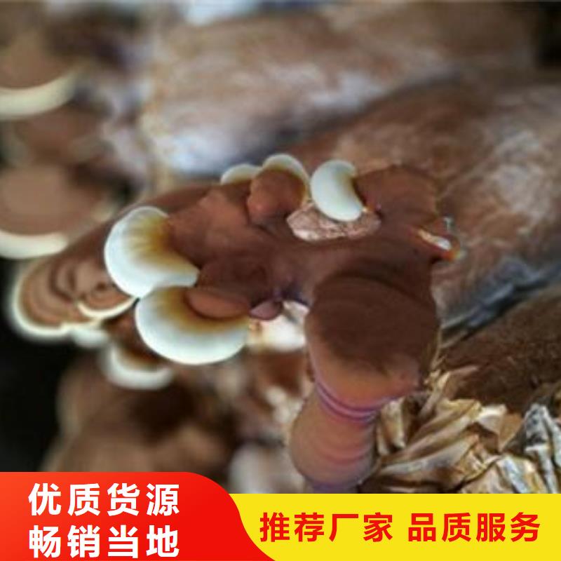 扬州灵芝菌种高品质