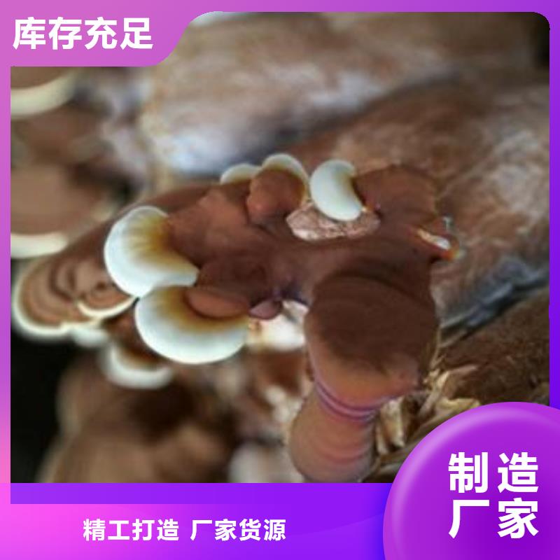 上海灵芝孢子粉十大功效与作用