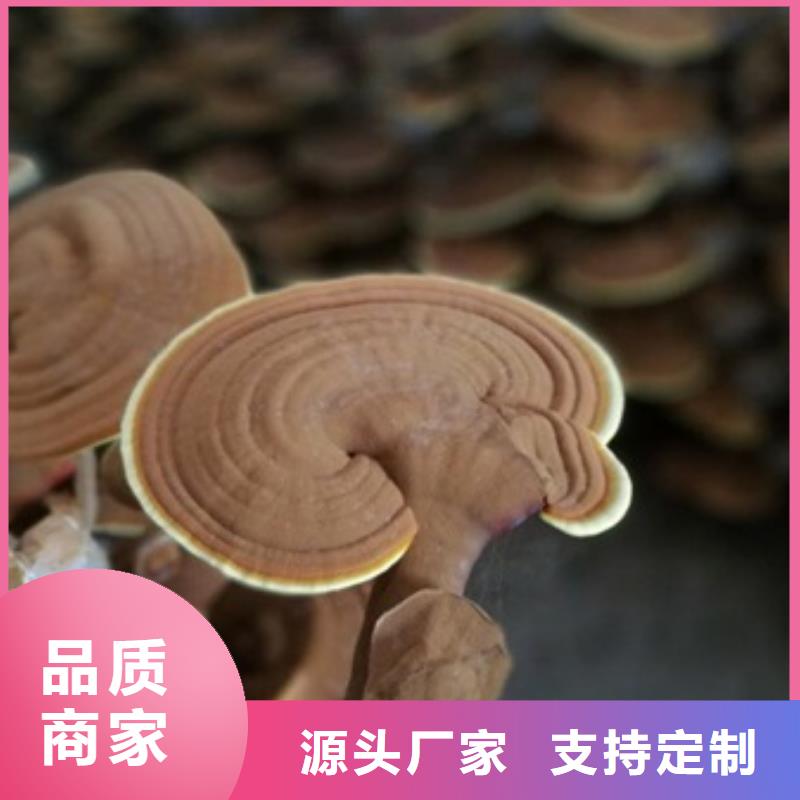 上海灵芝孢子粉优质商品价格