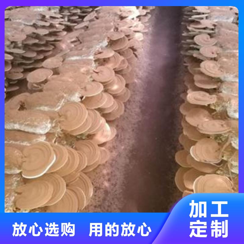 扬州灵芝孢子粉加工流程